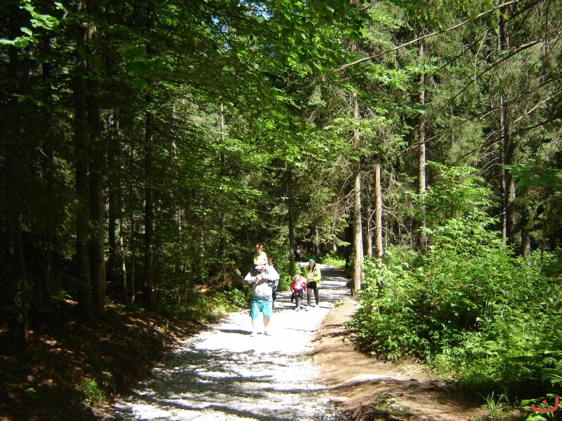 Wiktorówki